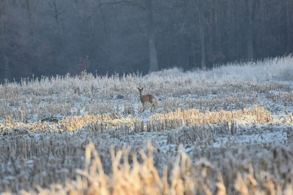 A lone whitetail deer standing in a frosted field at first light, viewed from a distance with a quiet woodland backdrop.