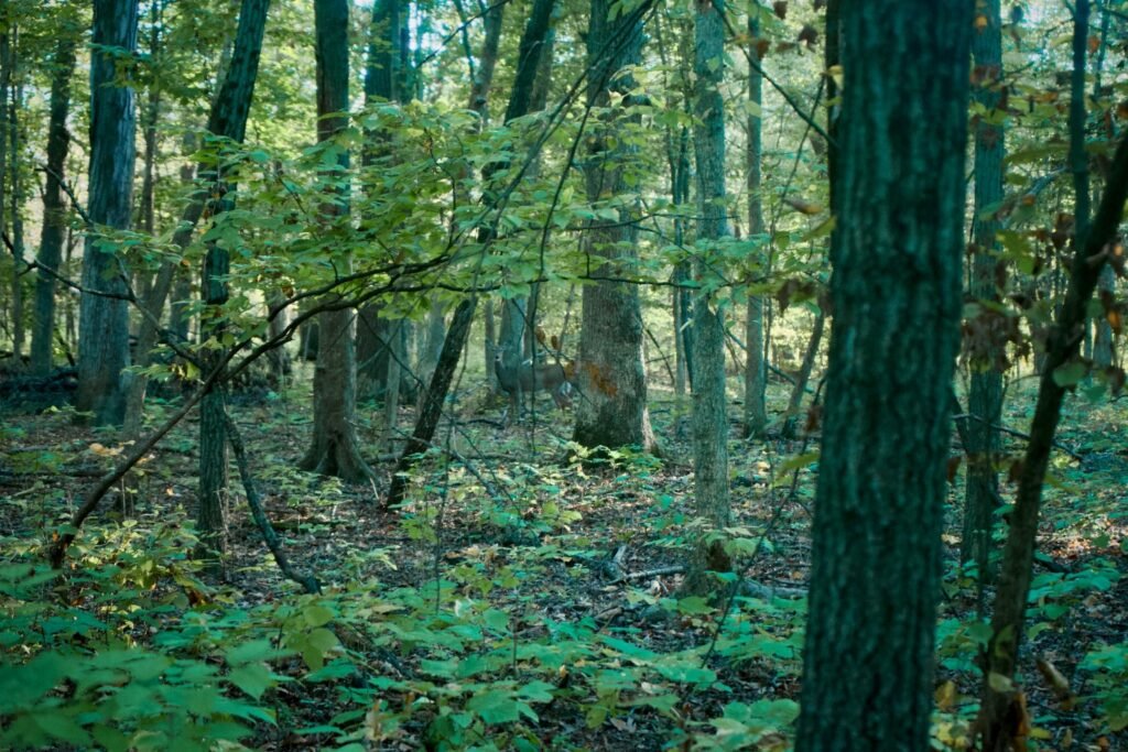 Unlearning What I Thought a Good Hunt Was Supposed to Feel Like A whitetail deer standing quietly among hardwood trees in a green wooded forest during daylight.