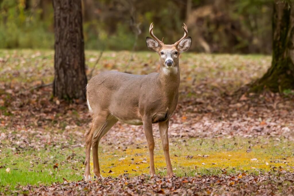 Understanding Deer Movement: What Actually Matters (And What Doesn’t) Whitetail buck standing alert in forest habitat showing natural deer movement behavior