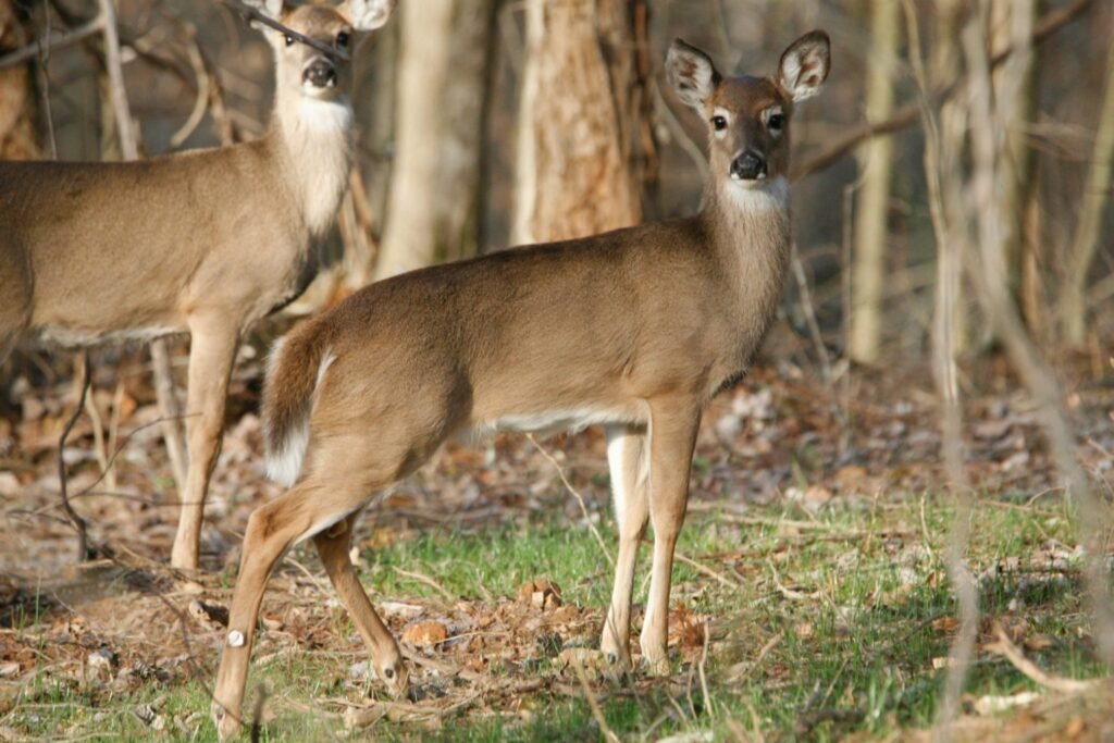 What Do Deer Scrapes Really Mean? (And When They Actually Matter) Whitetail doe and yearling standing in forest habitat near active deer scrape area