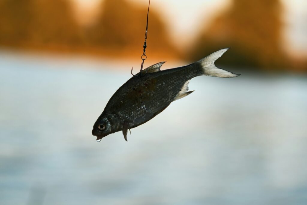 Cut and Natural Baits for Fishing: When to Use Liver, Fish, Chicken, and Corn Small fish used as cut bait hanging from a fishing hook over water