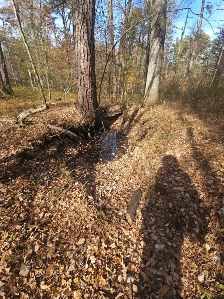 Narrow deer game trail running through wooded terrain showing a location where hunters should avoid placing a tree stand