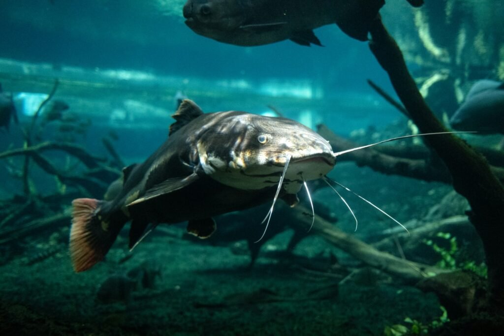 Catfish swimming underwater, a species commonly targeted using dough bait for fishing