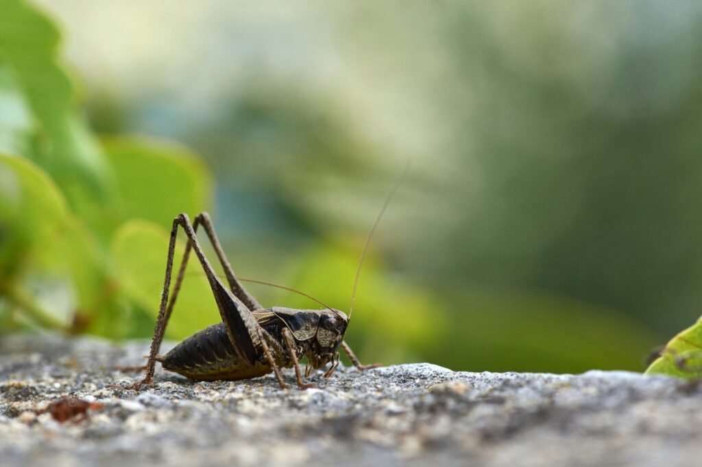 Cricket insect used as natural fishing bait for freshwater fish