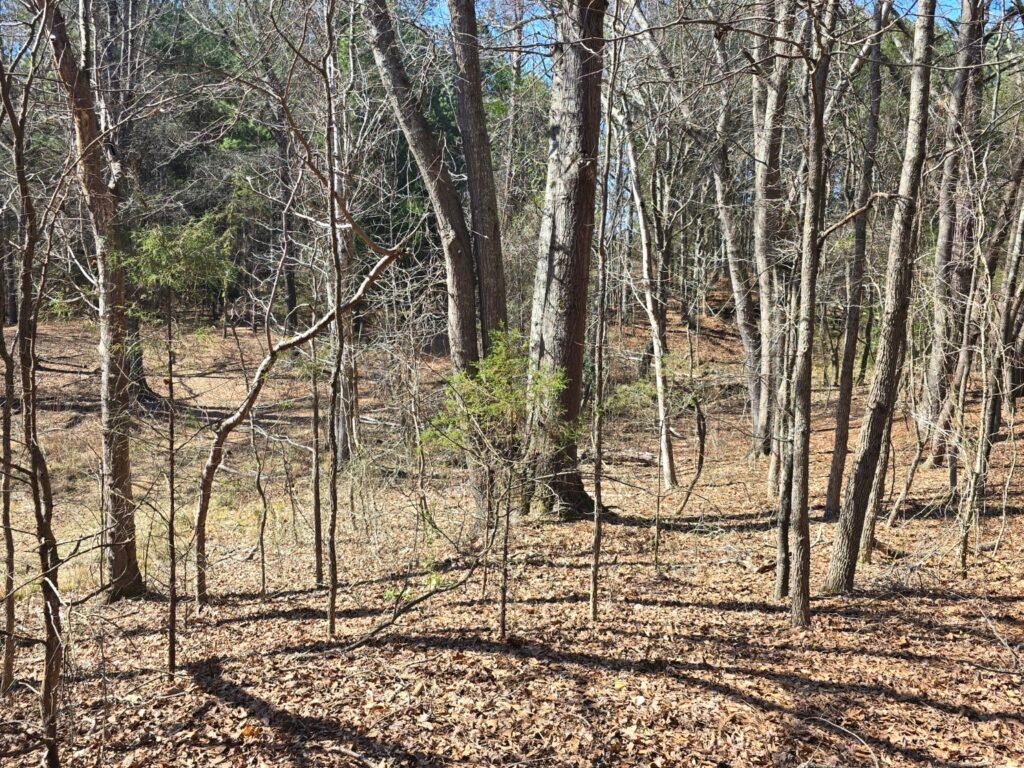 Wooded deer hunting terrain showing a quiet access route used to approach a tree stand without spooking deer