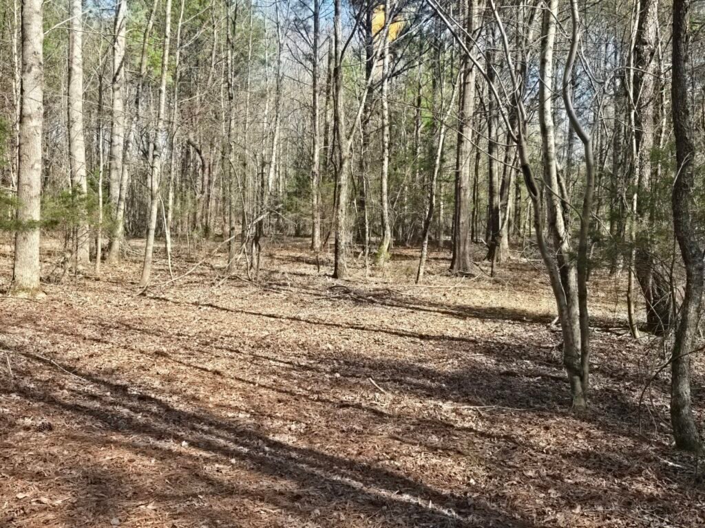 Open hardwood forest terrain suitable for setting the height of a deer hunting tree stand