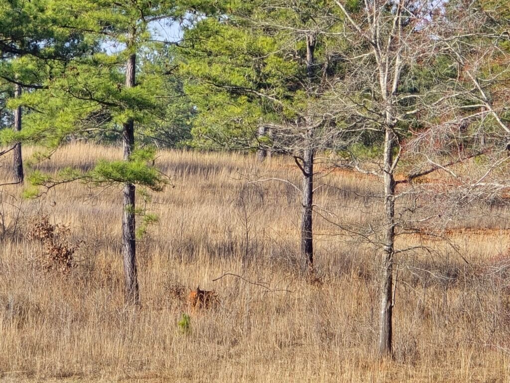 Deer moving through tall grass and trees where wind and thermals influence stand placement decisions