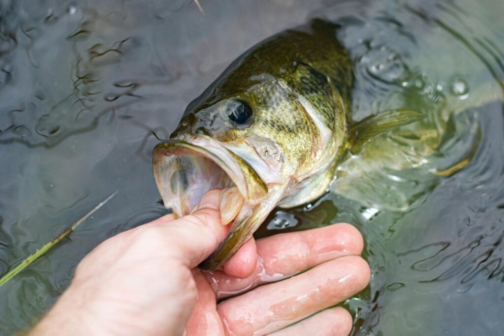 angler holding largemouth bass at water surface showing fish behavior near structure